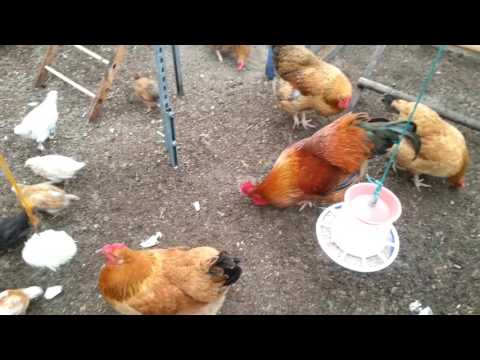Видео: Устройство курятника. Переселение цыплят в курятник.