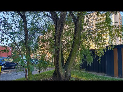 Видео: Субота ! Таксі за 26 злотих . Делікатеси до свята  на 100 злотих !