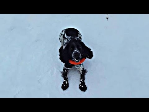 Видео: DogVlog : прогулка с собакой в поле🐾|Русский спаниель|