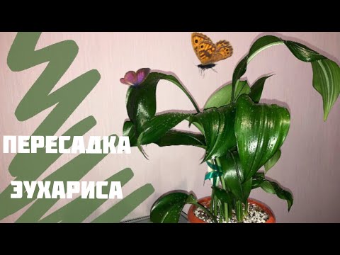 Видео: Пересадка Эухариса