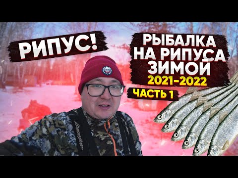Видео: РИПУС. Рыбалка на рипуса зимой. Как поймать рипуса. Поклевки рипуса. ЧАСТЬ 1