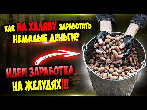 Видео: Заработок 250 000 рублей за центнер без копейки вложений Деньги под ногами ч 18