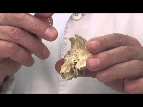 Видео: Каналы височной кости