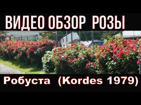 Видео: Роза Робуста идеальное решение для живой изгороди.