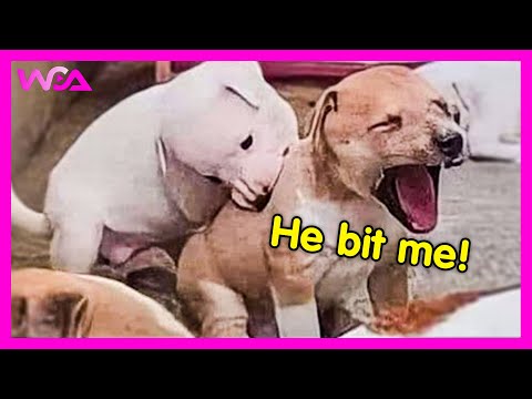 Видео: 🐶 Некоторые собаки рождены быть комиками! 😂 (Часть 3) | Подборка излишней драматизации собак