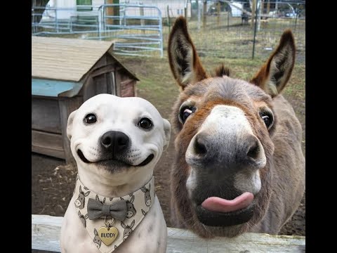 Видео: 😺 Смешное видео с собаками, кошками и котятами! 🐕 Вы будете смеяться! 😸