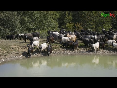 Видео: Радослав Бориславов: Цената на козето мляко стига 90 ст./л на места