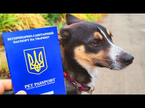 Видео: Собачий паспорт для Баксика / Международный ветеринарный паспорт /