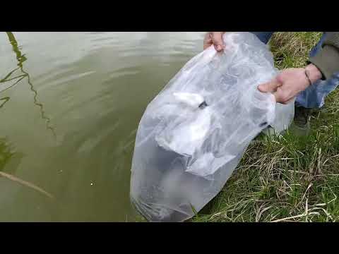 Видео: Зарыбление  на прудах ,у друзей 2025 ( ну очень маленькое)