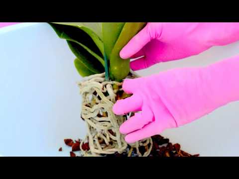 Видео: ПЕРЕСАДКА ОРХИДЕИ! ЖИВЫЕ И МЕРТВЫЕ КОРНИ ОРХИДЕИ?