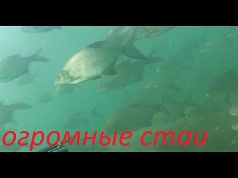 Видео: Огромные Стаи Рыб!Красивая Лесная Речка.Подводная охота 2022!