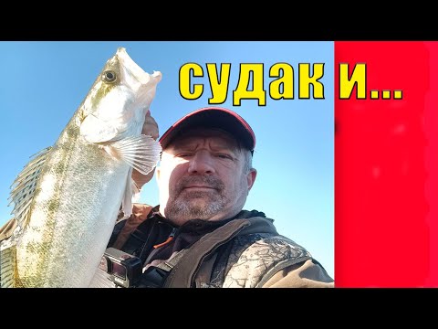 Видео: хороший день для судака
