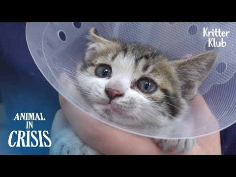 Видео: Где мать кошка защищает котят животное в кризис EP 338