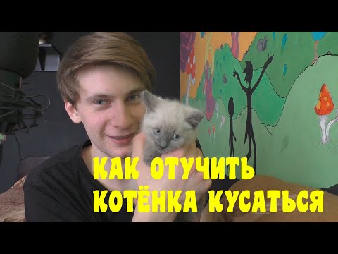 Видео: Как отучить котёнка кусаться