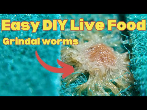 Видео: Выращивание червей-гриндлов для мелких пресноводных рыб: живой корм для аквариума