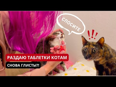 Видео: ОТКУДА У КОТОВ ОПЯТЬ ГЛИСТЫ? Ответ на вопрос, общается ли Пупуня с котами?