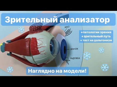 Видео: ЗРИТЕЛЬНЫЙ АНАЛИЗАТОР, ГЛАЗ: строение и функции, для ОГЭIЕГЭ. Строение глаза на модели.ЕГЭIОГЭ