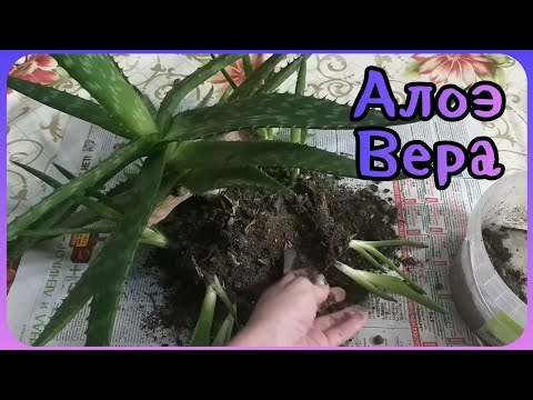 Видео: Алоэ Вера для лечения❤Раздаю деток в добрые руки❤Размножение🌱пересадка🌸укоренение🌿грунт⚘уход