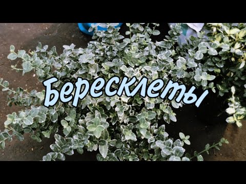 Видео: КАК ЧЕРЕНКОВАТЬ БЕРЕСКЛЕТЫ?! ВСЁ  ЛЕГКО.