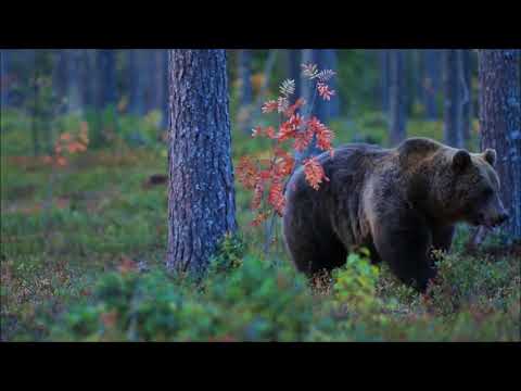 Видео: Айшето Доспатска - Излезли са маки / Родопски песни / Rhodope songs / Bulgaria