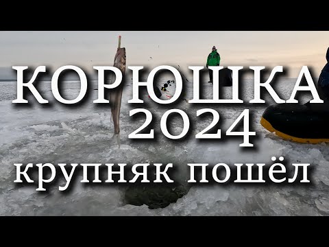 Видео: КРУПНАЯ КОРЮШКА НА ФИНСКОМ ЗАЛИВЕ - ОТКРЫЛИ СЕЗОН
