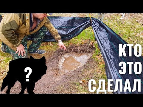 Видео: К НАМ НА ЛЕСНОЙ ХУТОР ПРИШЁЛ ЕЩЁ ОДИН ЗВЕРЬ