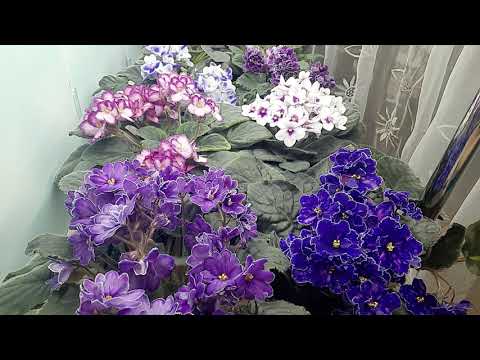 Видео: Лучший сезон для пересадки фиалки!