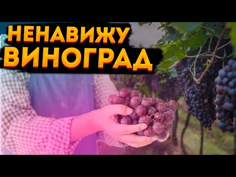 Видео: Ненавижу виноград 16 минут | Farming Simulator 2025