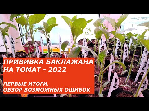 Видео: ПРИВИВКА БАКЛАЖАНА НА ТОМАТ - 2022. Первые итоги. Обзор возможных ошибок