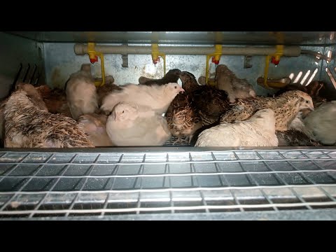 Видео: Чи вигідно тримати перепілки⁉️Чим годувати перепілок🤔