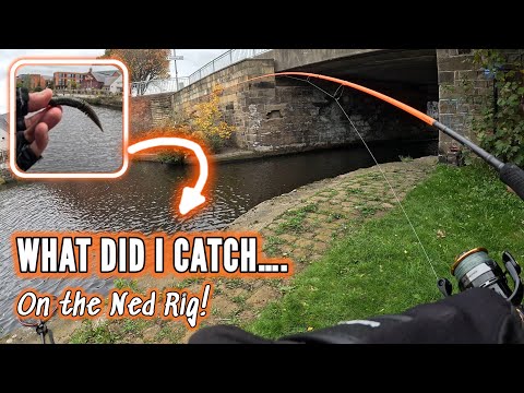 Видео: ЧТО Я ПОПАЛ?! Рыбачу на оснастку Ned!