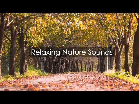 Видео: Звуки ранней осени. Расслабляющий шум ветра с шелестом листвы. Пение птиц и шорох падающих листьев.