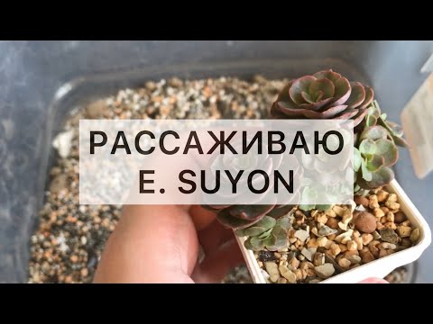 Видео: Рассаживаю E. Suyon. Одно растение растёт быстрее второго