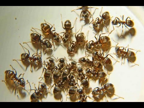 Видео: Как избавиться от муравьев в квартире ! Самый надежный и эффективный способ !