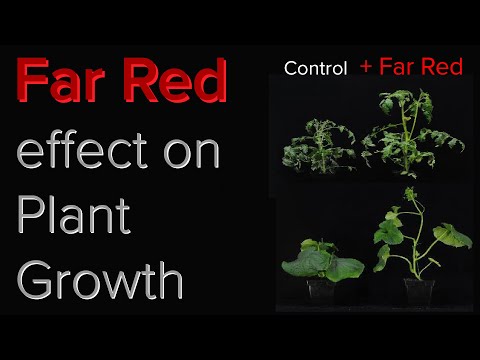 Видео: Какое влияние оказывает дальний красный свет на рост растений? | Стоит ли добавлять дальний красн...