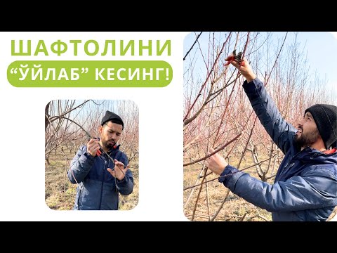 Видео: ШАФТОЛИНИ "ЎЙЛАБ" КЕСИШ БЎЙИЧА ВИДЕО!