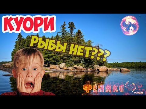 Видео: Куори: Плохой день