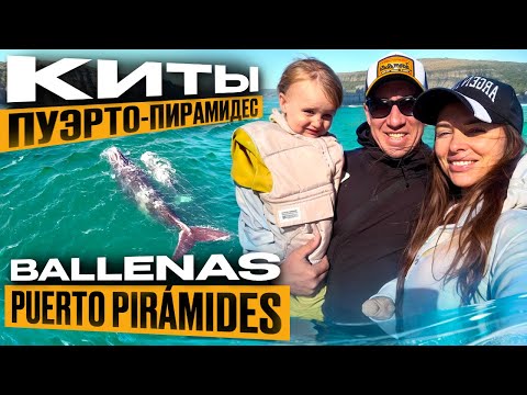 Видео: Пуэрто-Пирамидес. Киты. Чубут. Патагония. Аргентина. Puerto Pirámides. Ballenas. Chubut. Patagonia.