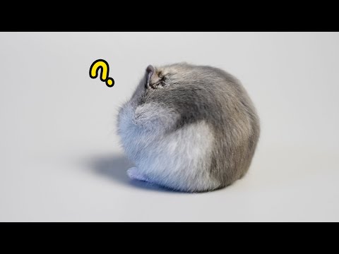 Видео: I finally got a Hampter! Наконец-то у меня появился еще один карликовый хомяк!