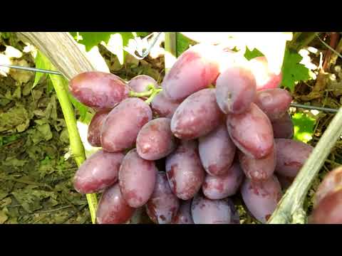 Видео: В гостях у Калугина В.М 2-Серия  21.08.2020г