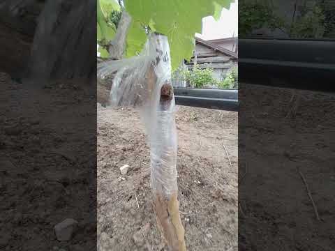 Видео: Високо присаждане на лоза под основния тел.