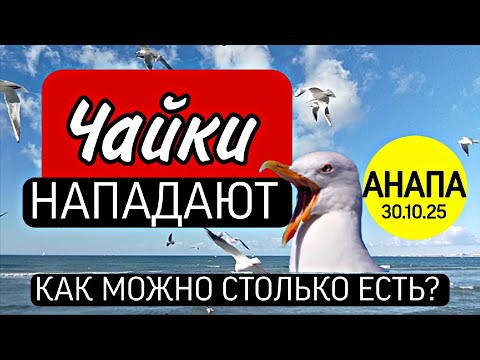Видео: 🟡🤯 Чайки НАПАДАЮТ: КАК МОЖНО СТОЛЬКО ЕСТЬ?🪽🟡