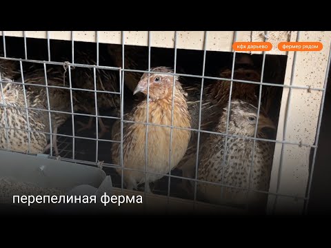 Видео: Перепелиная ферма: Как мы разводим перепелов