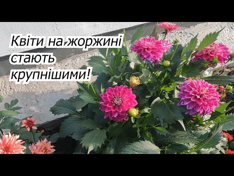 Видео: Важливе підживлення жоржин для суттєвого покращення квітіння.