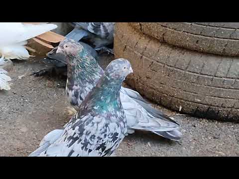 Видео: Бойние голуби. В гостях у Рафо. 08.05.23 Грузия. Тбилиси
