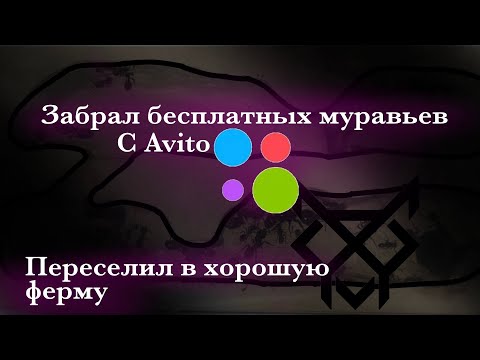 Видео: Забрал и спас бесплатных муравьев с авито! Пересадил из говнофермы в хороший формикарий. Messor sp.