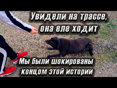 Видео: Пес еле шел по трассе🥺, мы его забрали в клинику, но чем это обернулось мы просто в шоке😳