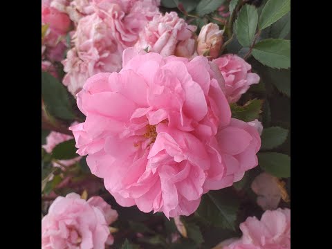 Видео: Розы для новичков, ИЛИ НЕПРИХОТЛИВЫЕ РОЗЫ