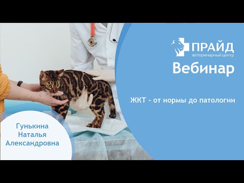 Видео: ЖКТ - от нормы до патологии.