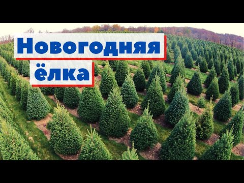 Видео: Новогодняя ёлка | Как это сделано